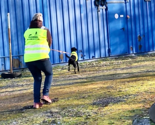 mantrailing-main-kinzig-suchhundeausbildung